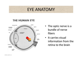 www.opto.ca
EYE ANATOMY
• The optic nerve is a
bundle of nerve
fibers
• It carries visual
information from the
retina to the brain
 