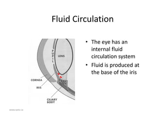 www.opto.ca
Fluid Circulation
• The eye has an
internal fluid
circulation system
• Fluid is produced at
the base of the iris
 