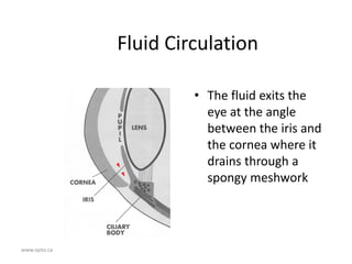 www.opto.ca
Fluid Circulation
• The fluid exits the
eye at the angle
between the iris and
the cornea where it
drains through a
spongy meshwork
 