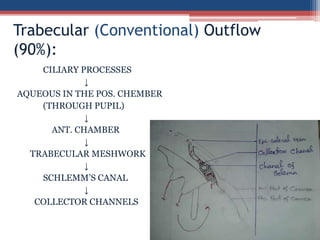 CILIARY PROCESSES
↓
AQUEOUS IN THE POS. CHEMBER
(THROUGH PUPIL)
↓
ANT. CHAMBER
↓
TRABECULAR MESHWORK
↓
SCHLEMM’S CANAL
↓
COLLECTOR CHANNELS
Trabecular (Conventional) Outflow
(90%):
 