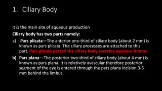 1. Ciliary Body
It is the main site of aqueous production
Ciliary body has two parts namely:
a) Pars plicata—The anterior one-third of ciliary body (about 2 mm) is
known as pars plicata. The ciliary processes are attached to this
part. Pars plicata part of the ciliary body secretes aqueous humor.
b) Pars plana—The posterior two-third of ciliary body (about 4 mm) is
known as pars plana. It is relatively avascular therefore posterior
segment of the eye is entered through the pars plana incision 3-5
mm behind the limbus.
 