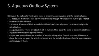 3. Aqueous Outflow System
It includes the trabecular meshwork, canal of Schlemm, aqueous veins and the episcleral veins.
• 1. Trabecular meshwork—It is a sieve-like structure through which aqueous humor gets filtered
• into the canal of Schlemm.
• 2. Canal of Schlemm—This is an endothelial lined oval channel present circumferentially in the
• scleral sulcus.
• 3. Aqueous veins—These are about 25-35 in number. They leave the canal of Schlemm at oblique
• angles to terminate into episcleral veins.
• 4. Episcleral veins—These are branches of anterior ciliary veins. There is pressure difference of
• about 5 mm Hg between the anterior chamber and the episcleral veins so that the aqueous drains
• continuously in them.
 