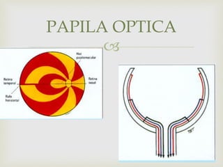 
 FIG 9.24 FIG 9.25
PAPILA OPTICA
 