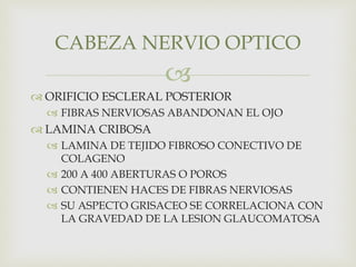 
 ORIFICIO ESCLERAL POSTERIOR
 FIBRAS NERVIOSAS ABANDONAN EL OJO
 LAMINA CRIBOSA
 LAMINA DE TEJIDO FIBROSO CONECTIVO DE
COLAGENO
 200 A 400 ABERTURAS O POROS
 CONTIENEN HACES DE FIBRAS NERVIOSAS
 SU ASPECTO GRISACEO SE CORRELACIONA CON
LA GRAVEDAD DE LA LESION GLAUCOMATOSA
CABEZA NERVIO OPTICO
 