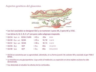 Aspectos genéticos del glaucoma.
• Los loci asociados se designan GLC y se numeran 1 para AA, 2 para AC y 3 GC.
• Las letras A, B, C, D, E y F son para cada subgrupo mapeado.
• GLC1A 1q23 – 25 GCAA / GJAA < 45 a. Alta ++++
• GLC1B 2cen – q13 GCAA > 45 a. N / M + a ++
• GLC1C 3q21 – q24 GCAA > 40 a. M / A + a ++
• GLC3A 2p21 GCP < 3 a. Alta ++ a +++
• GLC3B 1p36 GCP < 3 a. Alta +++ a ++++
• GLC1A se caracteriza por su agresividad, sobretodo, en su forma juvenil. De carácter AD y asociado al gen TIGR /
MYOC .
• La miocilina es una glucoproteína cuya unión al trabéculo y su expresión en otros tejidos oculares ha sido
demostrada.
• Fue detectada al estudiar los efectos de los corticoides.
 