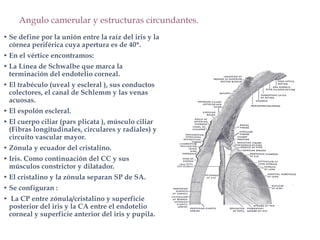 Angulo camerular y estructuras circundantes.
• Se define por la unión entre la raíz del iris y la
córnea periférica cuya apertura es de 40*.
• En el vértice encontramos:
• La Línea de Schwalbe que marca la
terminación del endotelio corneal.
• El trabéculo (uveal y escleral ), sus conductos
colectores, el canal de Schlemm y las venas
acuosas.
• El espolón escleral.
• El cuerpo ciliar (pars plicata ), músculo ciliar
(Fibras longitudinales, circulares y radiales) y
circuito vascular mayor.
• Zónula y ecuador del cristalino.
• Iris. Como continuación del CC y sus
músculos constrictor y dilatador.
• El cristalino y la zónula separan SP de SA.
• Se configuran :
• La CP entre zónula/cristalino y superficie
posterior del iris y la CA entre el endotelio
corneal y superficie anterior del iris y pupila.
 