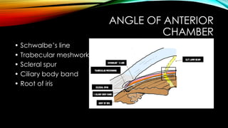 ANGLE OF ANTERIOR
CHAMBER
• Schwalbe’s line
• Trabecular meshwork
• Scleral spur
• Ciliary body band
• Root of iris
 