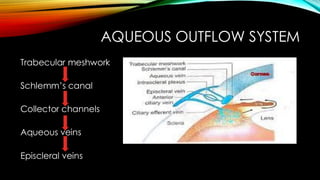 AQUEOUS OUTFLOW SYSTEM
Trabecular meshwork
Schlemm’s canal
Collector channels
Aqueous veins
Episcleral veins
 
