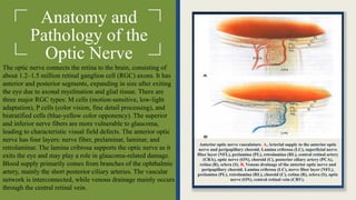 Anatomy and
Pathology of the
Optic Nerve
The optic nerve connects the retina to the brain, consisting of
about 1.2–1.5 million retinal ganglion cell (RGC) axons. It has
anterior and posterior segments, expanding in size after exiting
the eye due to axonal myelination and glial tissue. There are
three major RGC types: M cells (motion-sensitive, low-light
adaptation), P cells (color vision, fine detail processing), and
bistratified cells (blue-yellow color opponency). The superior
and inferior nerve fibers are more vulnerable to glaucoma,
leading to characteristic visual field defects. The anterior optic
nerve has four layers: nerve fiber, prelaminar, laminar, and
retrolaminar. The lamina cribrosa supports the optic nerve as it
exits the eye and may play a role in glaucoma-related damage.
Blood supply primarily comes from branches of the ophthalmic
artery, mainly the short posterior ciliary arteries. The vascular
network is interconnected, while venous drainage mainly occurs
through the central retinal vein.
Anterior optic nerve vasculature. A, Arterial supply to the anterior optic
nerve and peripapillary choroid. Lamina cribrosa (LC), superficial nerve
fiber layer (NFL), prelamina (PL), retrolamina (RL), central retinal artery
(CRA), optic nerve (ON), choroid (C), posterior ciliary artery (PCA),
retina (R), sclera (S). B, Venous drainage of the anterior optic nerve and
peripapillary choroid. Lamina cribrosa (LC), nerve fiber layer (NFL),
prelamina (PL), retrolamina (RL), choroid (C), retina (R), sclera (S), optic
nerve (ON), central retinal vein (CRV).
 