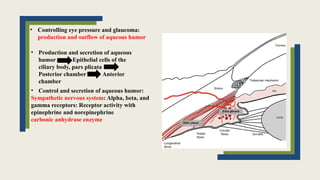 • Controlling eye pressure and glaucoma:
production and outflow of aqueous humor
• Production and secretion of aqueous
humor Epithelial cells of the
ciliary body, pars plicata
Posterior chamber Anterior
chamber
• Control and secretion of aqueous humor:
Sympathetic nervous system: Alpha, beta, and
gamma receptors: Receptor activity with
epinephrine and norepinephrine
carbonic anhydrase enzyme
 