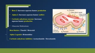 • Beta-2: Increases aqueous humor production
• Alpha-2: Increases aqueous humor outflow
• Carbonic anhydrase enzyme: Increases
aqueous humor production
• Glaucoma Medications:
Beta blocker: Timolol / Betaxolol
Alpha-2 agonist: Brimonidine
Carbonic anhydrase inhibitor: Acetazolamide / Dorzolamide
 