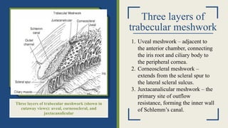 Three layers of
trabecular meshwork
Three layers of trabecular meshwork (shown in
cutaway views): uveal, corneoscleral, and
juxtacanalicular
1. Uveal meshwork – adjacent to
the anterior chamber, connecting
the iris root and ciliary body to
the peripheral cornea.
2. Corneoscleral meshwork –
extends from the scleral spur to
the lateral scleral sulcus.
3. Juxtacanalicular meshwork – the
primary site of outflow
resistance, forming the inner wall
of Schlemm’s canal.
 