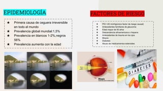 EPIDEMIOLOGÍA FACTORES DE RIESGO
★ Primera causa de ceguera irreversible
en todo el mundo
★ Prevalencia global mundial:1,5%
★ Prevalencia en blancos 1-2%,negros
56%
★ Prevalencia aumenta con la edad
❖ PIO >20 mmHg(único factor de riesgo causal)
❖ Antecedentes familiares de glaucoma
❖ Edad mayor de 50 años
❖ Descendencia afroamericana o hispana
❖ Antecedentes de trauma en los ojos
❖ Miopía
❖ Diabetes
❖ Abuso de medicamentos esteroides
 