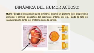 DINÁMICA DEL HUMOR ACUOSO:
Humor acuoso: sustancia líquida similar al plasma sin proteína que proporciona
alimento y elimina desechos del segmento anterior del ojo, dada la falta de
vascularización tanto del cristalino como la córnea.
 