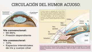 CIRCULACIÓN DEL HUMOR ACUOSO:
El humor acuoso es segregado por la Pars Plicata
del cuerpo ciliar a la cámara posterior, desde la que
pasa a la cámara anterior a través de la pupila. En la
cámara anterior sigue un trayecto periférico: se dirige
a la malla trabecular y de esta al conducto de
Schlemm. Los canales eferentes de dicho conducto,
las venas acuosas, conducen líquido hacia el sistema
venoso
Como se aprecia, este mecanismo se desarrolla a nivel del segmento anterior del ojo y más precisamente en el ángulo o seno
camerular que así viene a constituir el punto neurálgico en la patogenia del Glaucoma. Cuando esta vía se encuentra
permeable y funcionalmente normal la onda hídrica generada es igual a la de salida y la presión intraocular fluctúa entre
10-20 mm Hg.
 