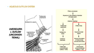• AQUEOUSOUTFLOW SYSTEM
UVEOSCLERA
LOUTLOW
(UNCONVEN-
TIONAL)
 