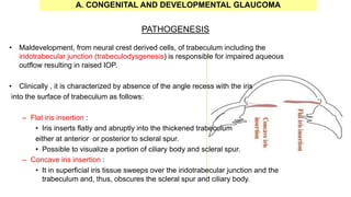 PATHOGENESIS
• Maldevelopment, from neural crest derived cells, of trabeculum including the
iridotrabecular junction (trabeculodysgenesis) is responsible for impaired aqueous
outflow resulting in raised IOP.
• Clinically , it is characterized by absence of the angle recess with the iris
into the surface of trabeculum as follows:
– Flat iris insertion :
• Iris inserts flatly and abruptly into the thickened trabeculum
either at anterior or posterior to scleral spur.
• Possible to visualize a portion of ciliary body and scleral spur.
– Concave iris insertion :
• It in superficial iris tissue sweeps over the iridotrabecular junction and the
trabeculum and, thus, obscures the scleral spur and ciliary body.
A. CONGENITAL AND DEVELOPMENTAL GLAUCOMA
 