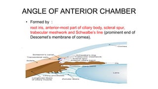 ANGLE OF ANTERIOR CHAMBER
• Formed by :
root iris, anterior-most part of ciliary body, scleral spur,
trabecular meshwork and Schwalbe’s line (prominent end of
Descemet’s membrane of cornea).
 