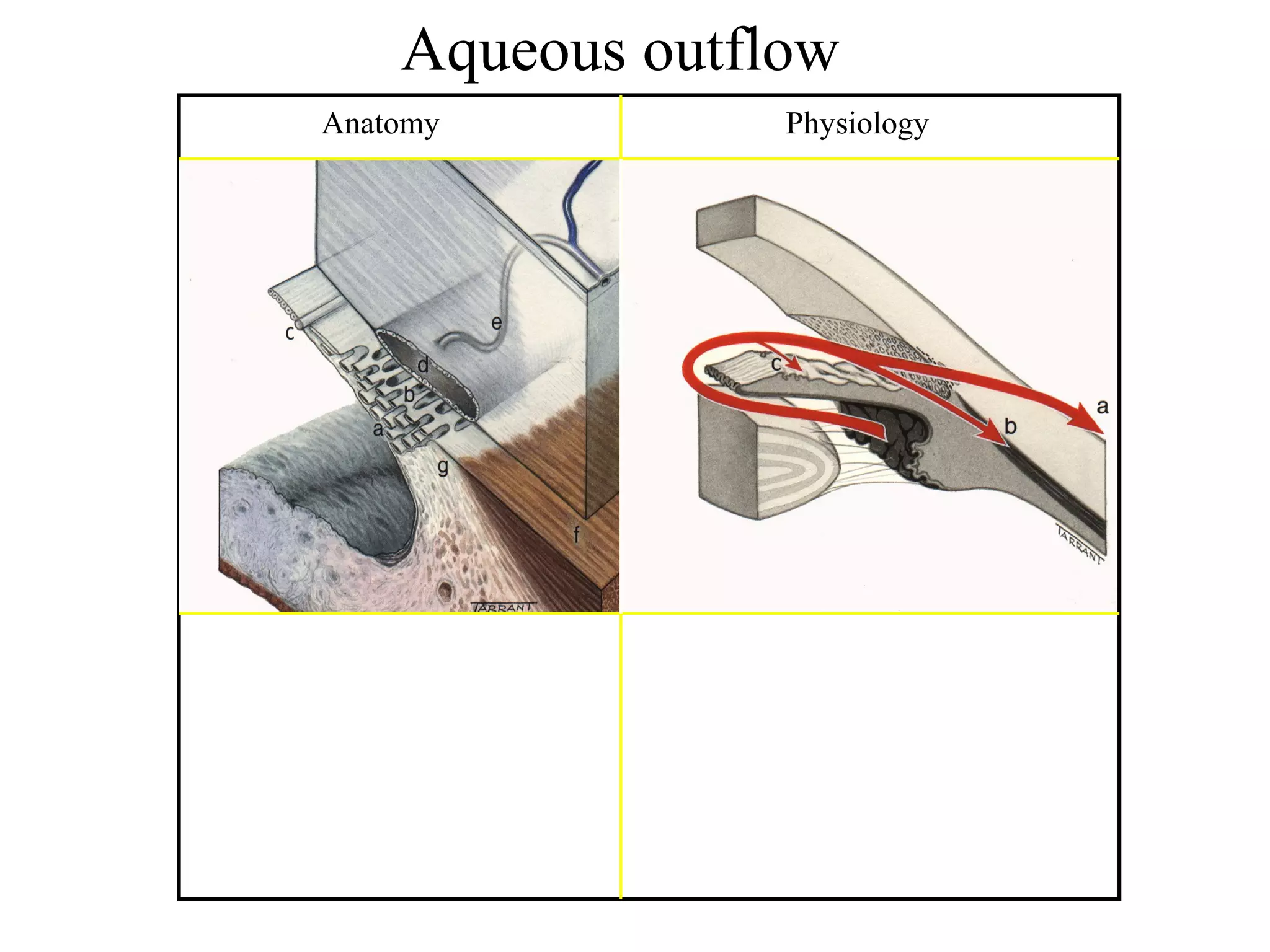 Aqueous outflow
Anatomy Physiology
 