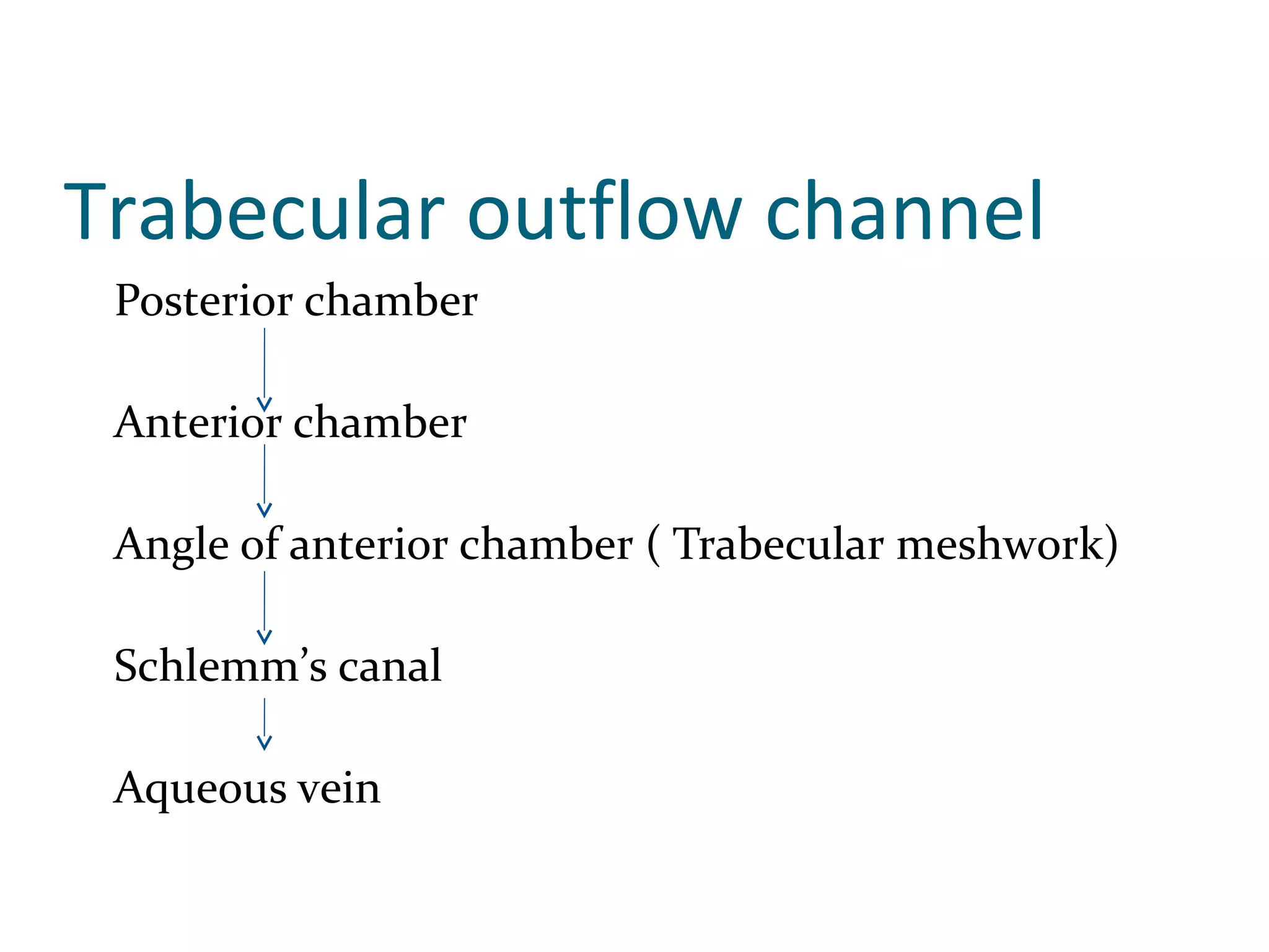 Trabecular outflow channel
Posterior chamber
Anterior chamber
Angle of anterior chamber ( Trabecular meshwork)
Schlemm’s canal
Aqueous vein
 