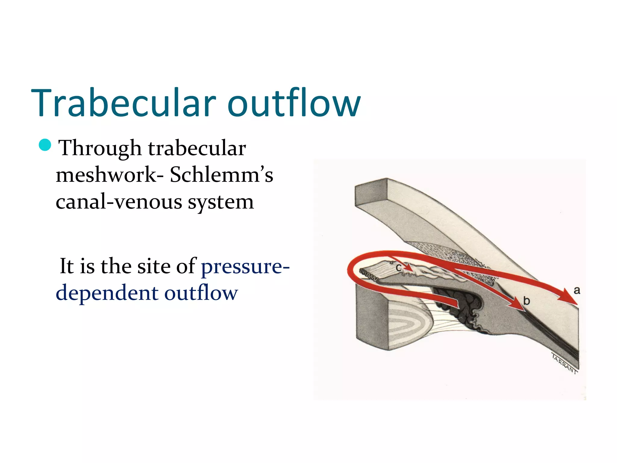 Trabecular outflow
Through trabecular
meshwork- Schlemm’s
canal-venous system
It is the site of pressure-
dependent outflow
 