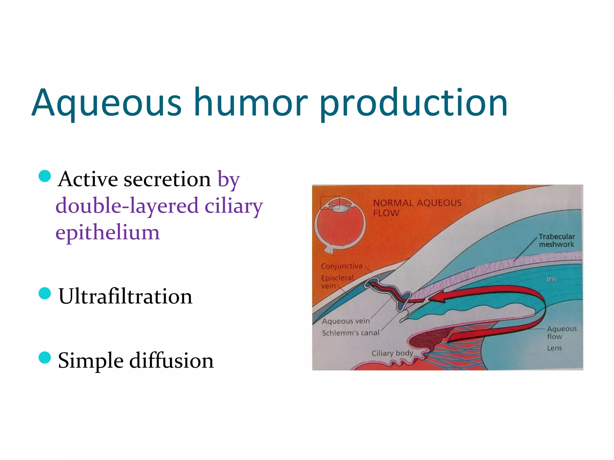 Aqueous humor production
Active secretion by
double-layered ciliary
epithelium
Ultrafiltration
Simple diffusion
 
