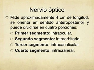 Nervio óptico
Mide aproximadamente 4 cm de longitud,
se orienta en sentido anteroposterior y
puede dividirse en cuatro porciones:
  Primer segmento: intraocular.
  Segundo segmento: intraorbitario.
  Tercer segmento: intracanalicular
  Cuarto segmento: intracraneal.
 