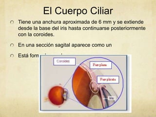 El Cuerpo Ciliar
Tiene una anchura aproximada de 6 mm y se extiende
desde la base del iris hasta continuarse posteriormente
con la coroides.

En una sección sagital aparece como un

Está formado por dos zonas
 