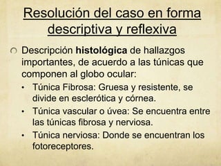 Resolución del caso en forma
   descriptiva y reflexiva
Descripción histológica de hallazgos
importantes, de acuerdo a las túnicas que
componen al globo ocular:
• Túnica Fibrosa: Gruesa y resistente, se
  divide en esclerótica y córnea.
• Túnica vascular o úvea: Se encuentra entre
  las túnicas fibrosa y nerviosa.
• Túnica nerviosa: Donde se encuentran los
  fotoreceptores.
 