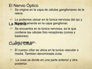 El Nervio Óptico
     Se origina en la capa de células ganglionares de la
     retina.

     Lo podemos ubicar en la túnica nerviosa del ojo y
La   específicamente en la capa ganglionar.
     Retina
     Se encuentra en la túnica nerviosa, es la que
     contiene las células foto receptoras (conos y
     bastones)

  Sus capas son..
Cuerpo Ciliar
     El cuerpo ciliar se ubica en la tunica vascular o
     media. Tambien denominada úvea.

     La úvea se divide en una parte anterior y otra
     posterior.
 