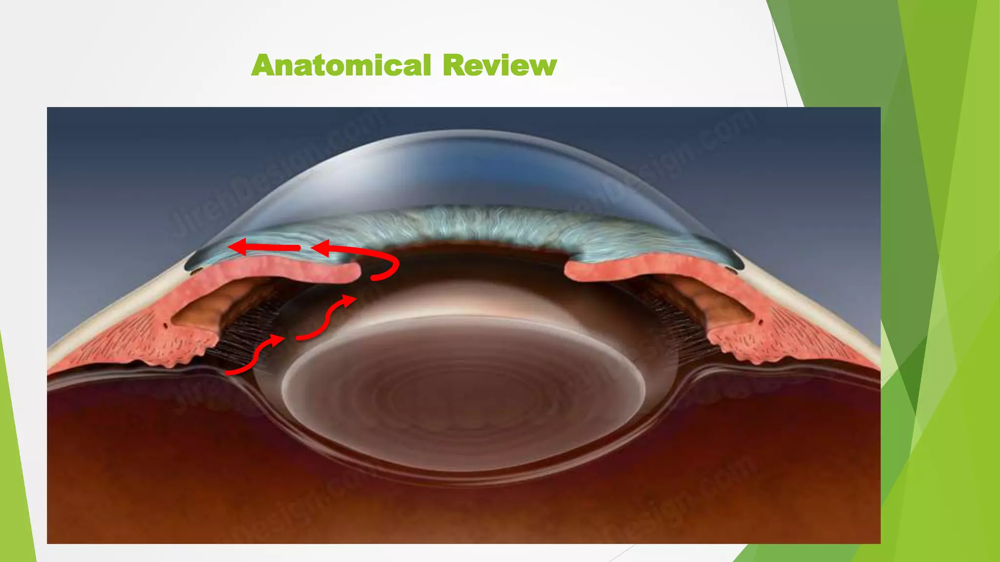 Anatomical Review
 