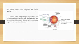 Glaucoma de ángulo cerrado | PPTX