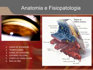 1. LINHA DE SCHWALBE
2. TRABECULADO
3. CANAL DE SCHLEMM
4. ESPORÃO ESCLERAL
5. CORPO OU FAIXA CILIAR
6. RAIZ DA ÍRIS
1
2
3
4
56
Anatomia e Fisiopatologia
 