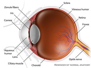 Anatomical basics of
glaucoma

Reminder of normal anatomy

 