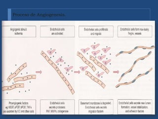 Proceso de Angiogenesis.