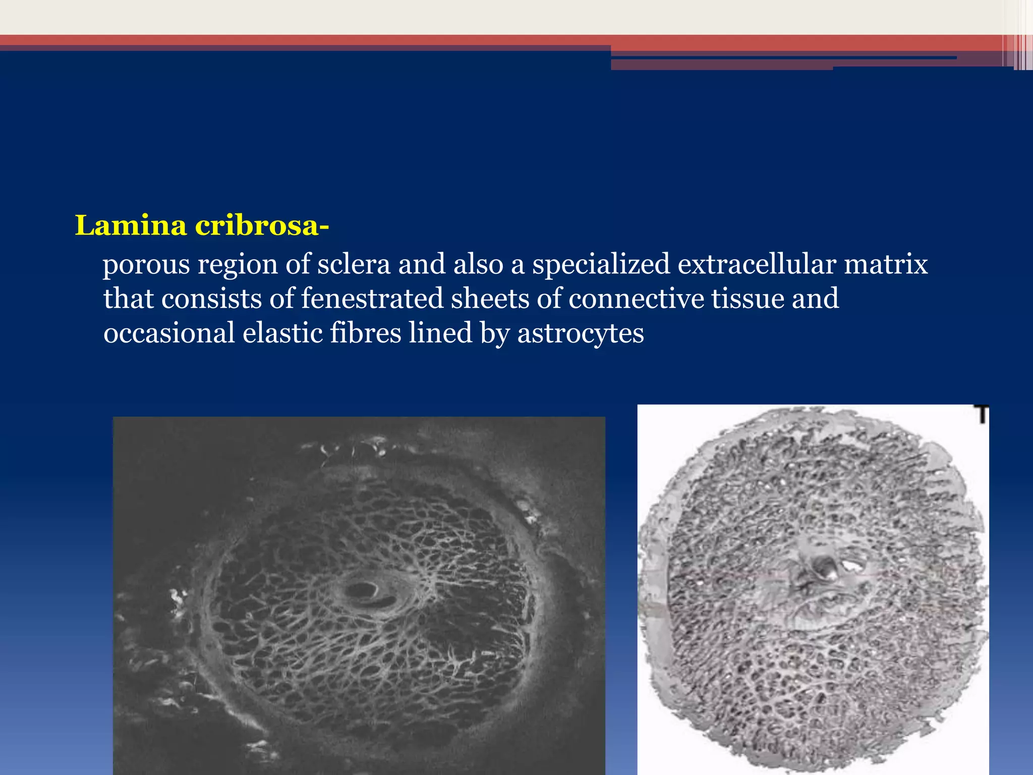 Lamina cribrosa-
porous region of sclera and also a specialized extracellular matrix
that consists of fenestrated sheets of connective tissue and
occasional elastic fibres lined by astrocytes
 