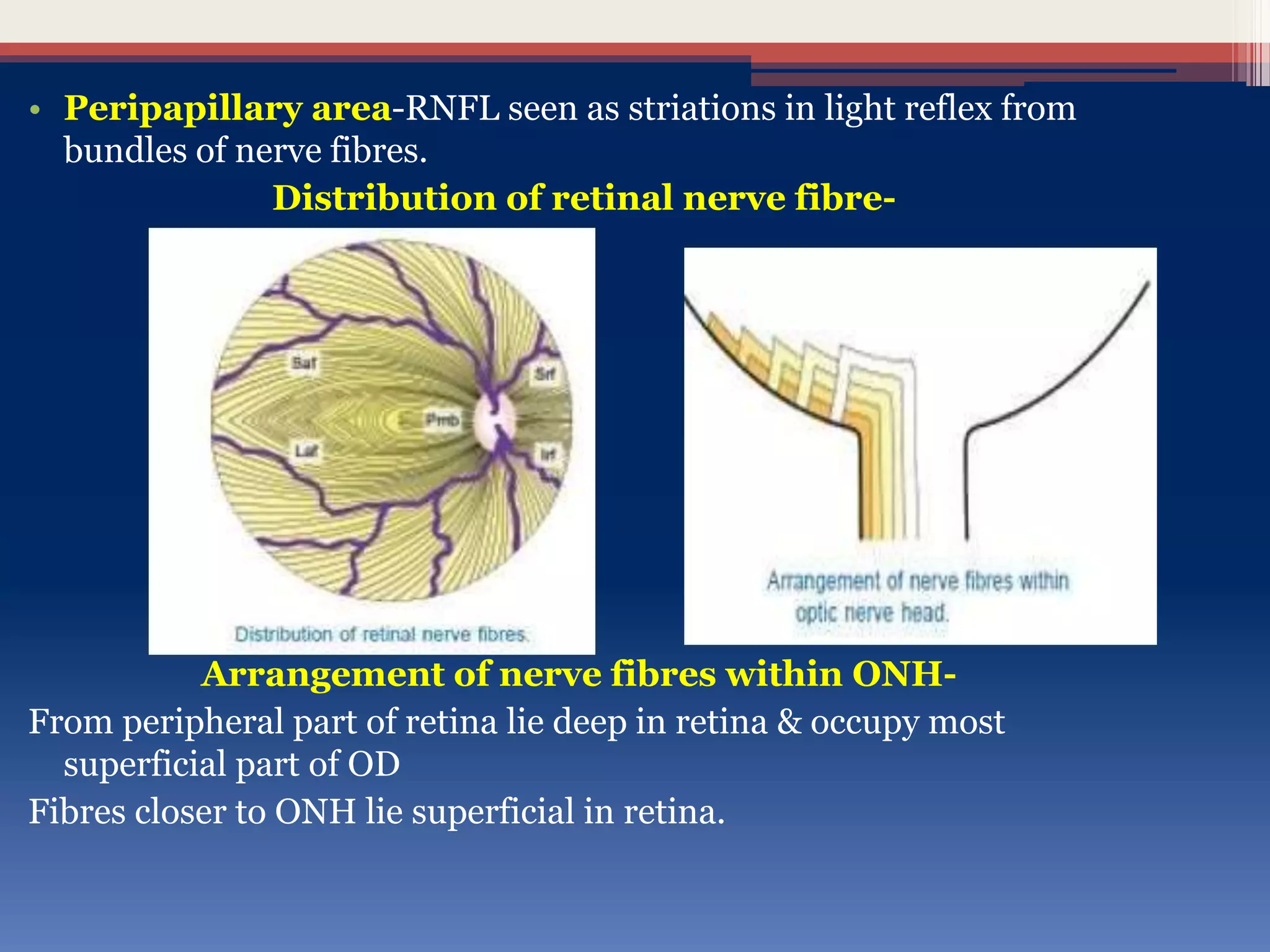 • Peripapillary area-RNFL seen as striations in light reflex from
bundles of nerve fibres.
Distribution of retinal nerve fibre-
Arrangement of nerve fibres within ONH-
From peripheral part of retina lie deep in retina & occupy most
superficial part of OD
Fibres closer to ONH lie superficial in retina.
 