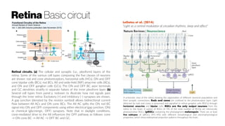 Retina Basic circuit
A schematic view of the retina showing the organization of different neuronal populations and
their synaptic connections. Rods and cones are confined to the photoreceptor layer. Light
detected by rods and cones is processed and signalled to retinal ganglion cells (RGCs) through
horizontal, amacrine and bipolar cells. RGCs are the only output neurons from the
retina to the brain. A subset of RGCs (4–5% of the total number of RCGs) are intrinsically
photosensitive RGCs (ipRGCs) containing the photopigment melanopsin. There are at least
five subtypes of ipRGCs (M1–M5) with different morphological and electrophysiological
properties, which show widespread projection patterns throughout the brain.
LeGates et al. (2014):
“Light as a central modulator of circadian rhythms, sleep and affect”
Retinal circuits. (a) The cellular and synaptic (i.e., plexiform) layers of the
retina. Some of the various cell types composing the five classes of neurons
are shown: rod and cone photoreceptors, horizontal cells (HCs), ON and OFF
cone bipolar cells (BCs), rod BCs, AII and wide-field (WF) amacrine cells (ACs),
and ON and OFF ganglion cells (GCs). The ON and OFF BC axon terminals
and GC dendrites stratify in separate halves of the inner plexiform layer. (b)
Several cell types from panel a, redrawn to illustrate how rod signals pass
through the inner retina. Excitatory (+) and inhibitory (−) synapses are shown.
A gap junction (denoted by the resistor symbol) allows bidirectional current
flow between AII ACs and ON cone BCs. The AII AC splits the ON rod BC
signal into ON and OFF components using either electrical (gap junction, ON)
or chemical (glycinergic, OFF) synapses. Note that in daylight conditions,
cone-mediated drive to the AII influences the OFF pathway as follows: cone
→ ON cone BC → AII AC → OFF BC and GC.
 