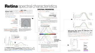 Retina spectral characteristics
SPECTRAL PROPERTIES
Teikari thesis (2012)
Enezi et al. 2011.
Stockmann And Sharpe (2000), CVRL
Govardovskii et al. 2000
van de Kraats and van Norren 2007
Walraven 2003 CIE Report
“For environmental light”
“At retinal level
if you would not have
ocular media”
The absorbance spectrum of an exemplary vertebrate rhodopsin (lmax ~ 500
nm), considered as a sum of absorbance bands, indicated by alpha (a), beta (b),
gamma (g), sigma (s) and epsilon (e) normalized to the peak absorbance of the
alpha-band (after Stavenga and van Barneveld 1975, from Stavenga 2010).
The sidelobe on the
short-wave side come
from the beta band
(see template from
Govardovskii et al. 2000)
Self-screening effect changes the width/peak of the
absorption spectrum. (A) Percentage absorption spectra of various
concentrations of photopigment (OD - optical density in log units). (B) An
illustration of self-screening in at various photoreceptor lengths. Human rod
photoreceptor is ~25 mm, (Pugh and Lamb 2000) and the cone photoreceptor
13 mm (Baylor et al. 1984). The longest known photoreceptor has been found
in dragonfly, the length being 1,100 mm (Labhart and Nilsson 1995).
“Human crystalline lens
strongly absorb blue light
and UV”
V'(l) is the spectral sensitivity for night vision, and V(l) for
daytime vision. Not shown is mesopic vision VM(l) that is a
nonlinear combination of daytime and night vision operating on
dim light color vision.
Quantally defined daytime sensitivity
(2º central vision, Sharpe et al., 2005):
V*(l) = [1.891·l(l) + m(l)]/2.80361
Where l is long-wavelength ('red') cone sensitivity,
and m medium-wavelength (green) cone sensitivity
Note!
Melanopsin and 
S­cones do not seem 
to contribute to 
central vision 
luminance perception
vs.
RGB Luminance
Stockman, A., & Sharpe, L. T. (2008).
Spectral sensitivity In The Senses: A
Comprehensive Reference, Volume 2:
Vision II (pp. 87-100)
Goodeve et al., 1942
Without the
crystalline
lens
(aphakic
eye), visual
sensitivity
would
extend to
ultraviolet
 