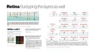 RetinaSubtyping the layers as well
http://webvision.umh.es/webvision/Ning.html
http://webvision.umh.es/webvision/Ning.html
https://www.ncbi.nlm.nih.gov/pubmed/27605617
Müllercells?
The Tony Kriss Visual Electrophysiology Unit, Clinical and Academic
Department of Ophthalmology, Great Ormond Street Hospital, London
WC1N 3JH, UK.
Our understanding of the role of potassium ions
in generating the ERG is based on animal
models. The KCJN10 gene constitutes Kir4.1, the
principle potassium channel expressed on the
retinal Muller cell. We have been able to study
the impact of this potassium channel on the
human retina for the first time by recording the
ERGs of patients with EAST syndrome who have
known mutations of KCJN10.
http://dx.doi.org/10.1113/jphysiol.2010.198531
 
