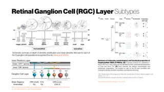 Summary of molecular, morphological, and functional properties of
Foxp2-positive RGCs (F-RGCs). (A) Proposed scheme for classifying F-
RGCs. (B) Four F-RGC types can be identified by their combinatorial expression
of Foxp and Brn3 TFs. (C) Each member has distinct morphologies and
anisotropic organization. The location of cells on the DV axis correlates with
changesin density, dendritic orientation, and directional tuning.
Title: Morphological, Physiological and Molecular Classification of Mouse Retinal Ganglion Cells
Author: Qiao, Mu
Doctoral dissertation, Harvard University, Graduate School of Arts & Sciences.
https://dash.harvard.edu/handle/1/26718723
https://www.researchgate.net/publication/51790778_Melanopsin_and_Mechanis
ms_of_Non-visual_Ocular_Photoreception
 