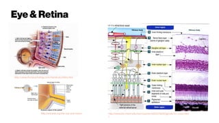 Eye&Retina
http://www.rhsmpsychology.com/Handouts/retina.htm
http://www.bio.miami.edu/tom/courses/bil265/bil265goods/11_vision.htm
l
http://antranik.org/the-eye-and-vision/
 