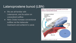 Latanoprostene bunod (LBN)
● We are all familiar with
Latanoprost, and its action on
uveoscleral outflow.
● Nitric Oxide increase conventional
outflow via the trabecular
meshwork and schlemm’s canal.
 