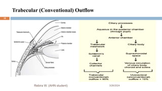 Trabecular (Conventional) Outflow
3/26/2024
Rebira W. (AHN student)
10
 