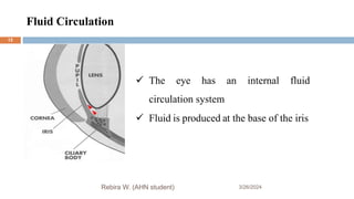 Fluid Circulation
3/26/2024
Rebira W. (AHN student)
 The eye has an internal fluid
circulation system
 Fluid is produced at the base of the iris
12
 