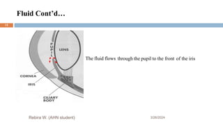 Fluid Cont’d…
3/26/2024
Rebira W. (AHN student)
The fluid flows through the pupil to the front of the iris
13
 