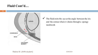 Fluid Cont’d…
3/26/2024
Rebira W. (AHN student)
 The fluid exits the eye at the angle between the iris
and the cornea where it drains through a spongy
meshwork
14
 