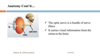 Anatomy Cont’d…
3/26/2024
Rebira W. (AHN student)
 The optic nerve is a bundle of nerve
fibers
 It carries visual information from the
retina to the brain
5
 