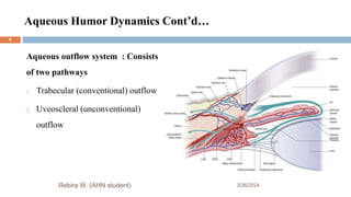 Aqueous Humor Dynamics Cont’d…
Aqueous outflow system : Consists
of two pathways
1. Trabecular (conventional) outflow
2. Uveoscleral (unconventional)
outflow
3/26/2024
Rebira W. (AHN student)
9
 