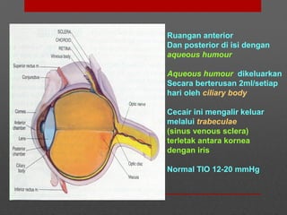 Ruangan anterior
Dan posterior di isi dengan
aqueous humour
Aqueous humour dikeluarkan
Secara berterusan 2ml/setiap
hari oleh ciliary body
Cecair ini mengalir keluar
melalui trabeculae
(sinus venous sclera)
terletak antara kornea
dengan iris
Normal TIO 12-20 mmHg
 